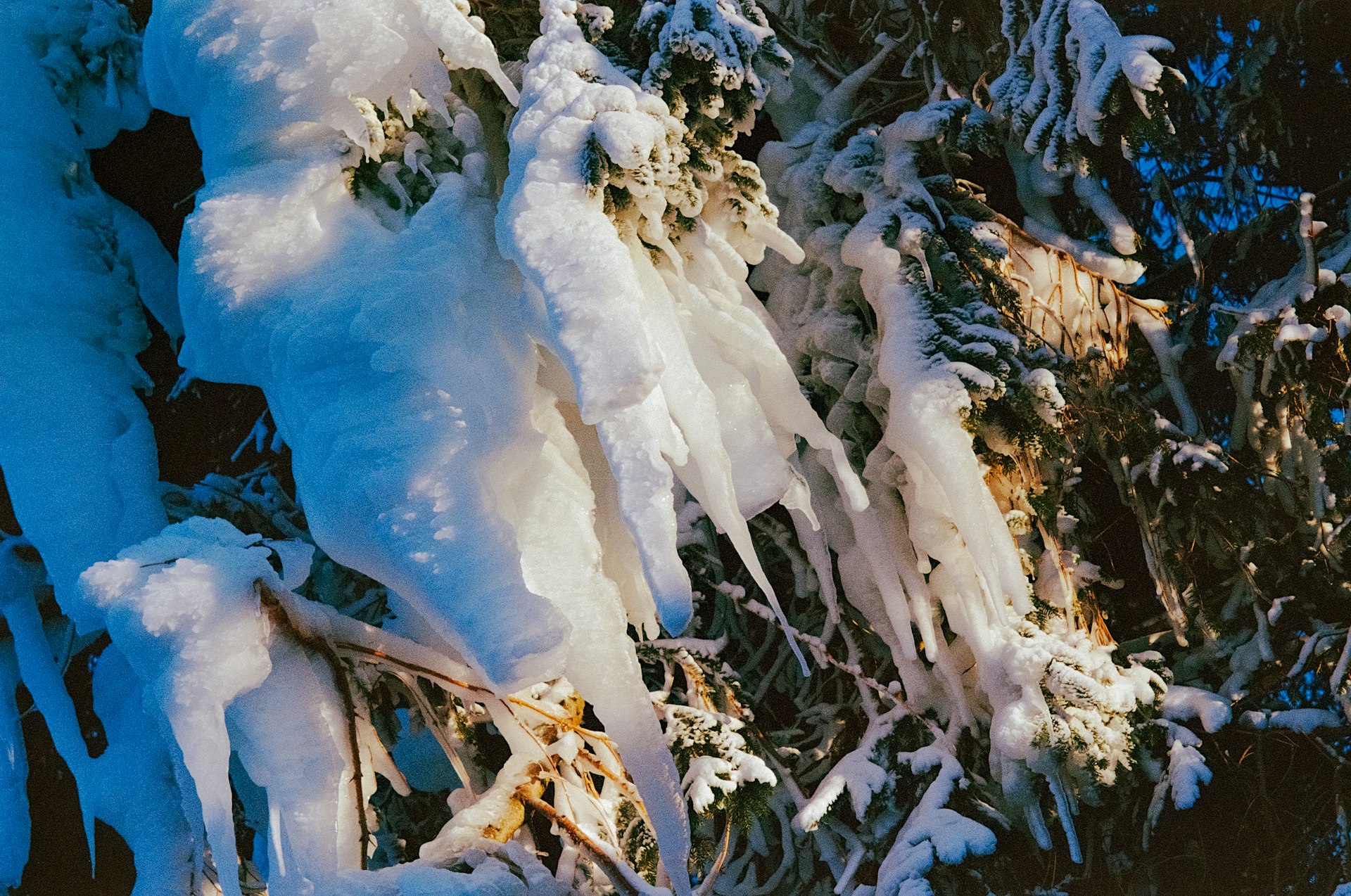 a bunch of ice hanging off the side of a tree